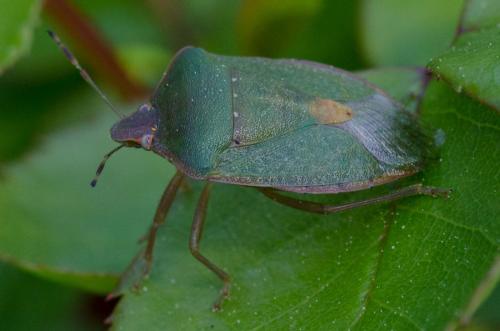 Nezara viridula
